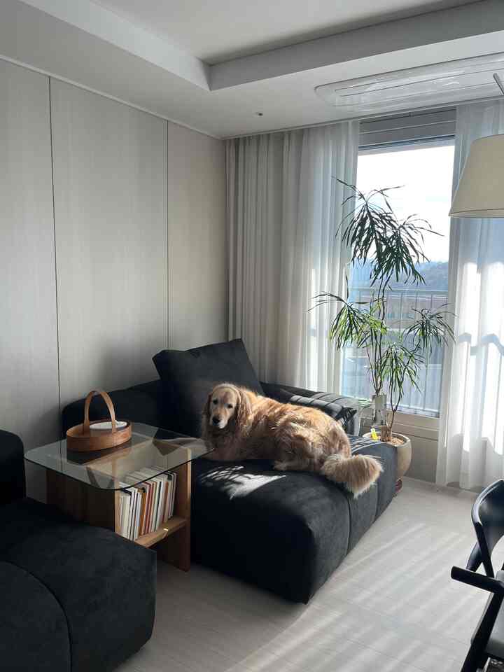 ナチュラルな色調のリビング、黒いソファと休む犬が配置された落ち着いた雰囲気のインテリア