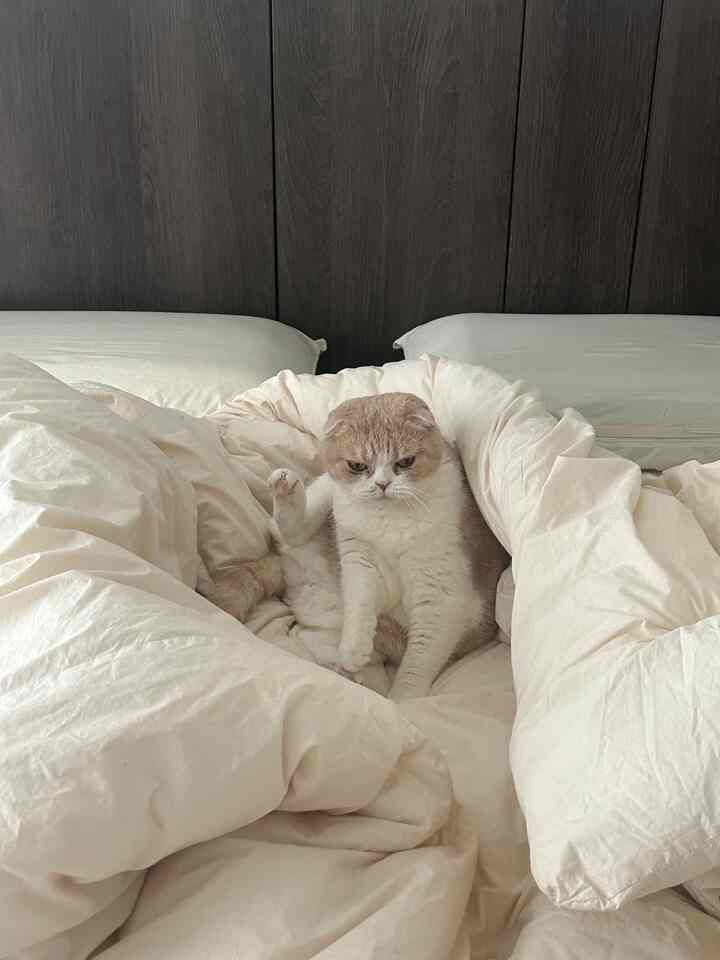 アイボリーとベージュの色調の寝室、中央に座る猫とふんわりとした寝具が配置された落ち着いた雰囲気の空間