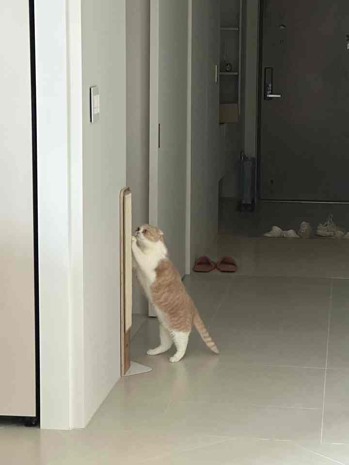 ホワイトトーンの狭い廊下にキャットスクラッチャーが配置され、猫が爪とぎをしている雰囲気のあるペット用スペース