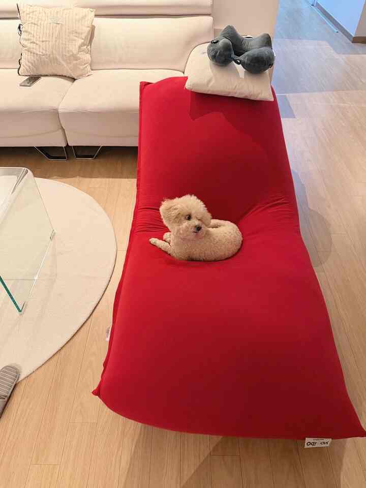 明るいリビングに配置された赤いビーズクッションソファと白いソファ、犬がいる木質床の空間