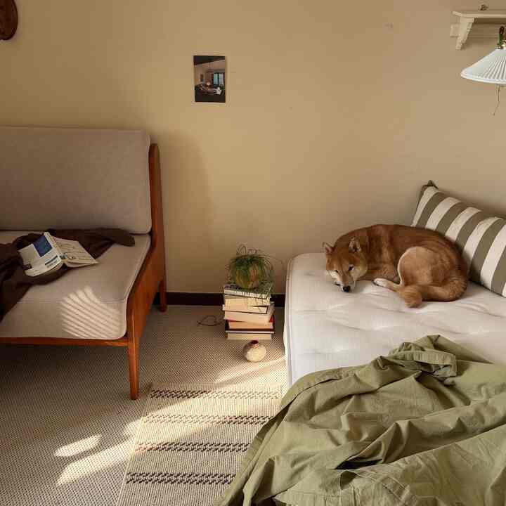 ナチュラルカラーの寝室空間、2つのソファとラグの上で休むペットがいる雰囲気のあるインテリア