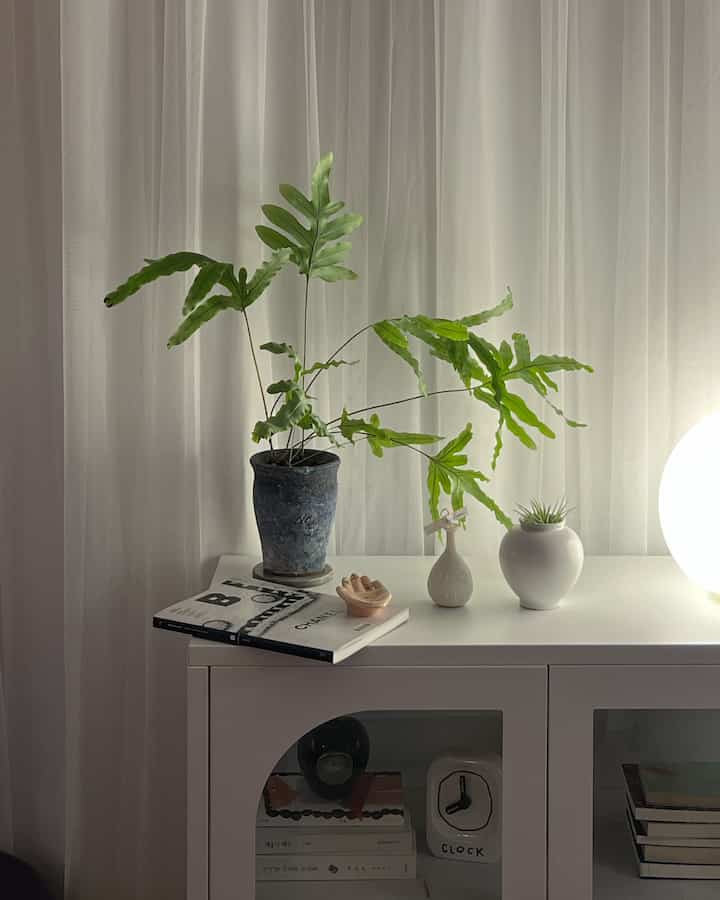ホワイトトーンの背景とシアーカーテンのあるシンプルな室内、中央に緑の植物が配置された落ち着いた空間