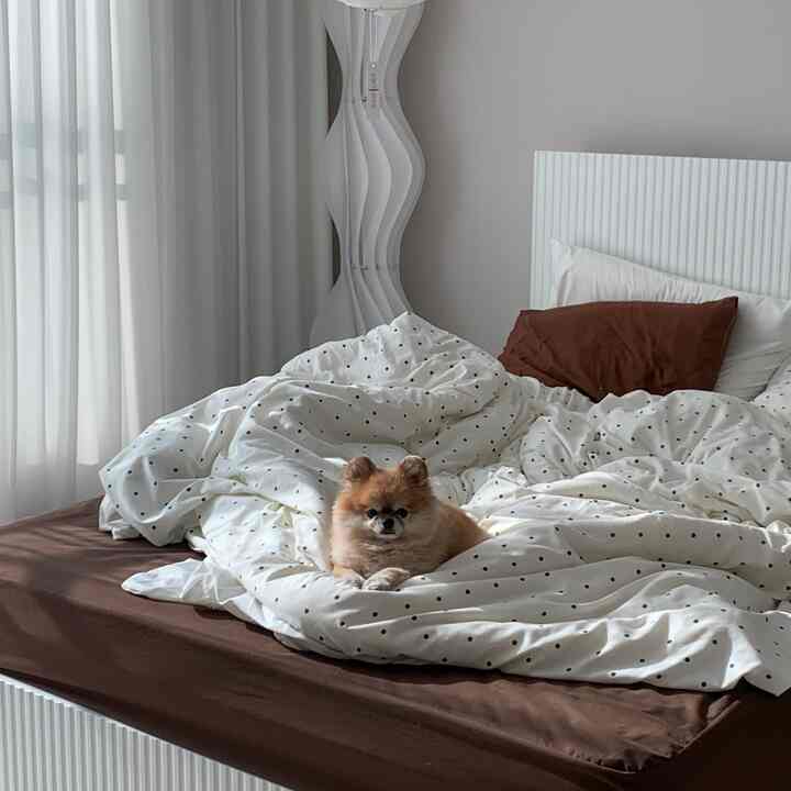 A cozy bedroom in white and brown tones featuring a bed with polka dot bedding and a small dog sitting on it