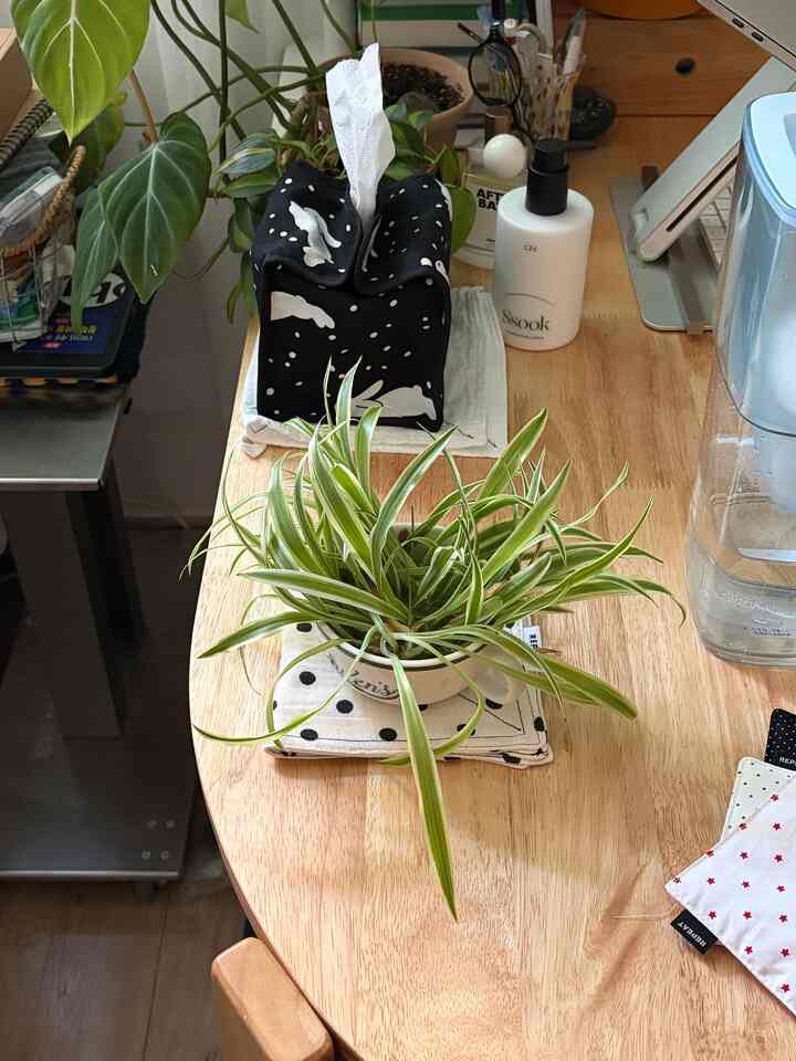 Natural wood tone kitchen table featuring a green plant and kitchen accessories in a neat setting