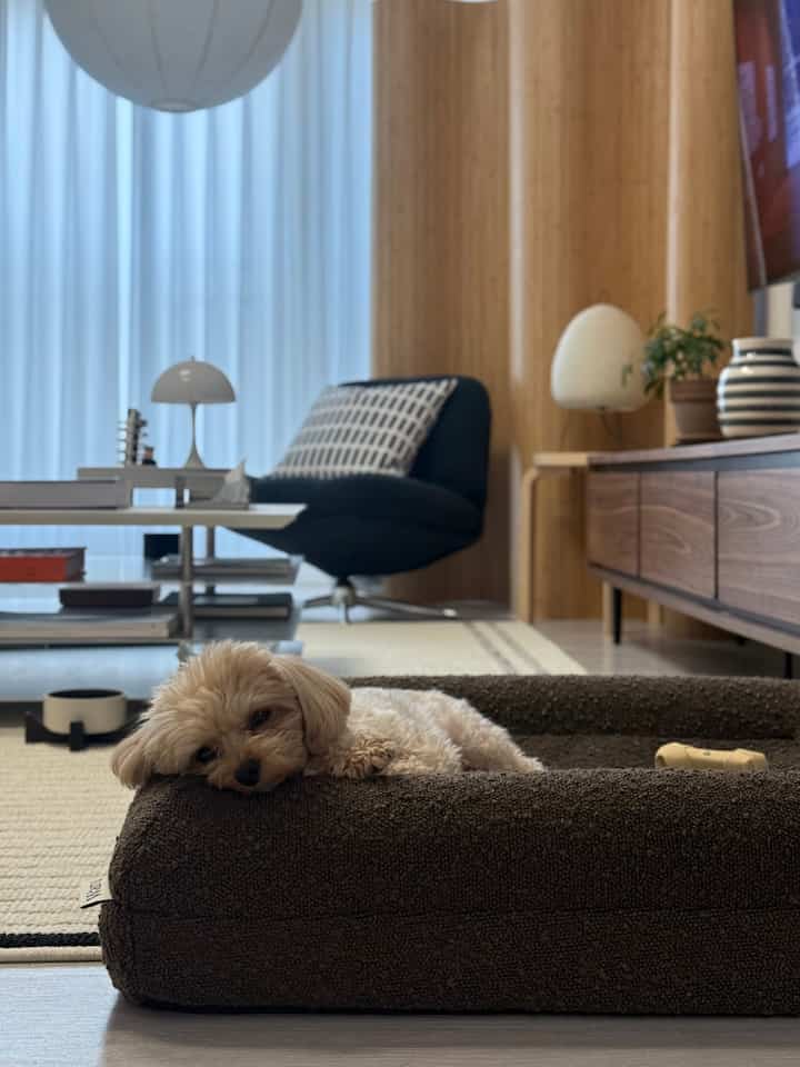 ナチュラルカラーとブラウン調のリビング、快適な犬用ペットベッドとモダンなアームチェアが配置された温かみのある空間