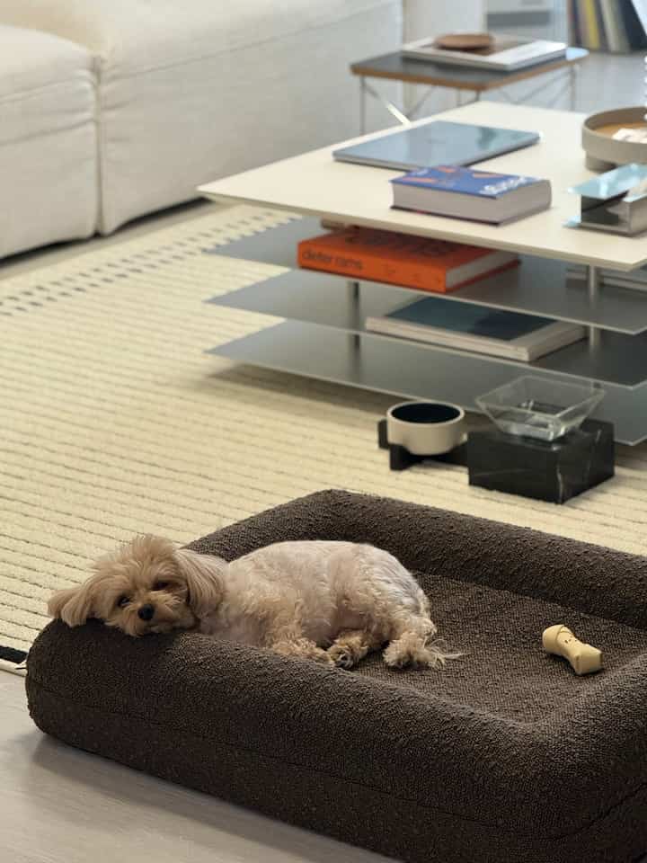 アイボリーのラグとブラウンのペットベッドがあるリビング、ふわふわの犬がくつろいでいる雰囲気のあるインテリア