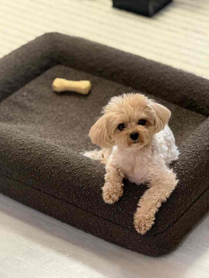 ブラウンのペットベッドに座る小型犬がいる、居心地の良い屋内空間