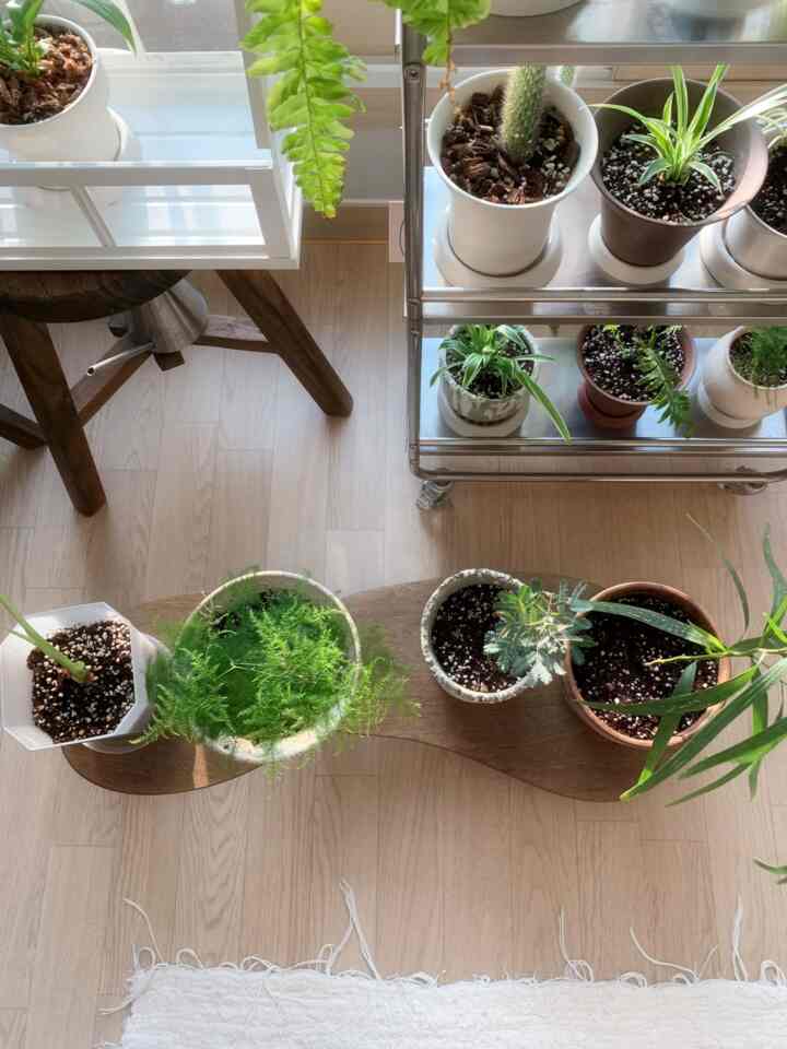 なぜか毎回冬に夏より植物がよりよく育つような気分


＃今日の私たちの家＃コンスープレコードハウス＃homeinspirations＃homedesign＃homeliving＃インテリア＃インテリアおすすめ 