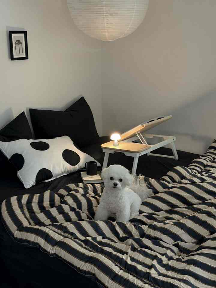 ライトグレーの壁と黒いベッドがある寝室、しま模様の掛け布団の上に白い犬が座っている自然で落ち着いたインテリア