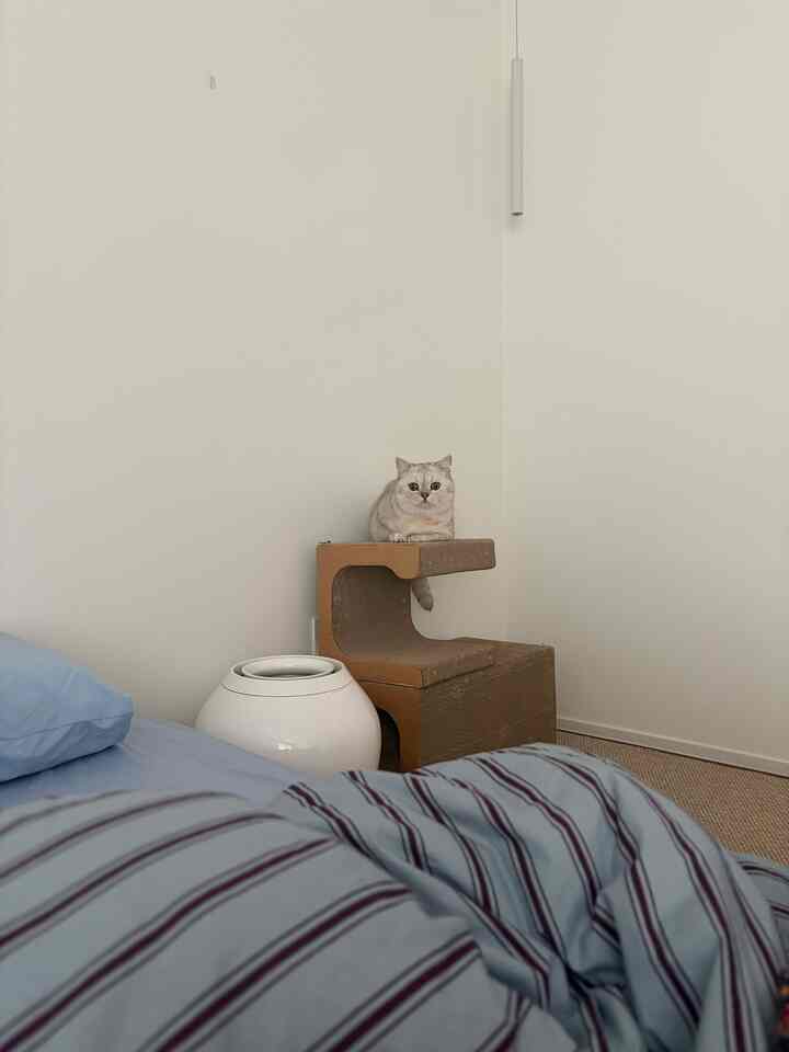 明るい白い壁と青い寝具の寝室、爪とぎの上に座る猫がいる落ち着いた雰囲気のインテリア