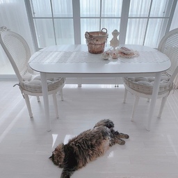 #콘수프기록집 #오늘의우리집 #고양이
끄아아아앙!!!
저희 쨈쨈이 벌러덩 잠자는거 넘 귀엽죠오오오오~~~!!!
쨈쨈이는 배 까고 네 발 다 들고 잘 자요. ㅋㅋㅋ
오늘도 평화로운 일곱 냥이 살고 있는 저희 집입니다.
💛일곱 냥 이름 : 초코 우유 딸기 쨈 망고 젤리 크림💛
#프렌치인테리어 #화이트인테리어 #맞팔
#집사 #노르웨이숲 #집사일기 #집사일상 #집사의집 
#집사인테리어 #집사의하루 #베스트리빙 #식탁
#타원식탁 #세라믹식탁 #화이트식탁 #루버셔터 
#가벽 #파티션 #프렌치의자 #라탄의자 #러그 