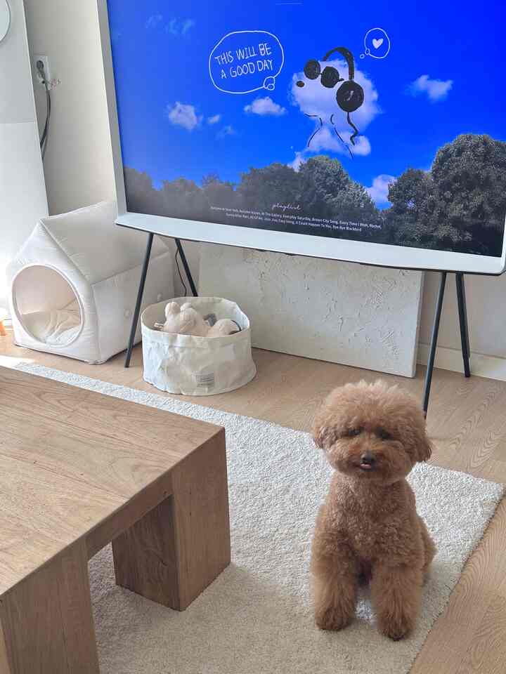 白と木目調が調和したリビング、ビッグテレビとペット用のスリップバックが配置されたシンプルでミニマルなインテリア