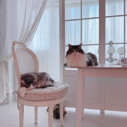 #콘수프기록집 #오늘의우리집 #고양이
창가 테이블에 옹기종기 모여서 쉬고 있는 냥이들입니다.
식탁 위 엄마 냥이 초코💛
의자 위 아빠 냥이 우유💛
바닥에 막내 딸랑구 크림💛
고양이들이 있는 집의 풍경은 힐링힐링입니다! 😻😻😻
#프렌치인테리어 #화이트인테리어 #맞팔
#루버셔터 #가벽 #파티션 
#베스트리빙 #식탁 #세라믹식탁 #타원식탁 #화이트식탁
#집사 #집사일기 #집사일상 #집사의집 #고양이가있는집 
#꼬떼따블 #커튼 #린넨커튼 #자수커튼 #샹들리에 #조명
#프렌치체어 #라탄체어 #라탄의자 #프렌치의자 #앤틱의자
