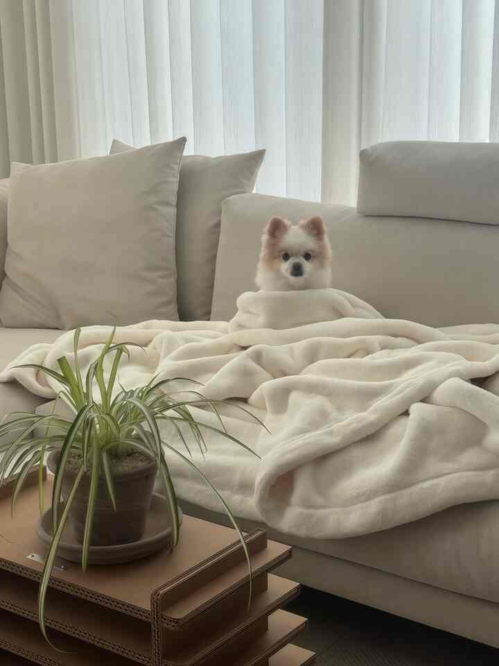アイボリー色調のリビング、柔らかなソファとブランケットの上に犬がくつろぐ居心地の良い空間
