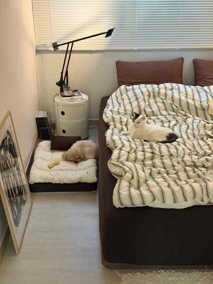 White and brown toned bedroom featuring a bed with a cat on it and a dog resting on a pet bed on the floor, creating a cozy atmosphere