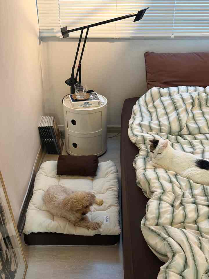 White and brown toned living room with bed and pet bed, creating a cozy pet-friendly shared space