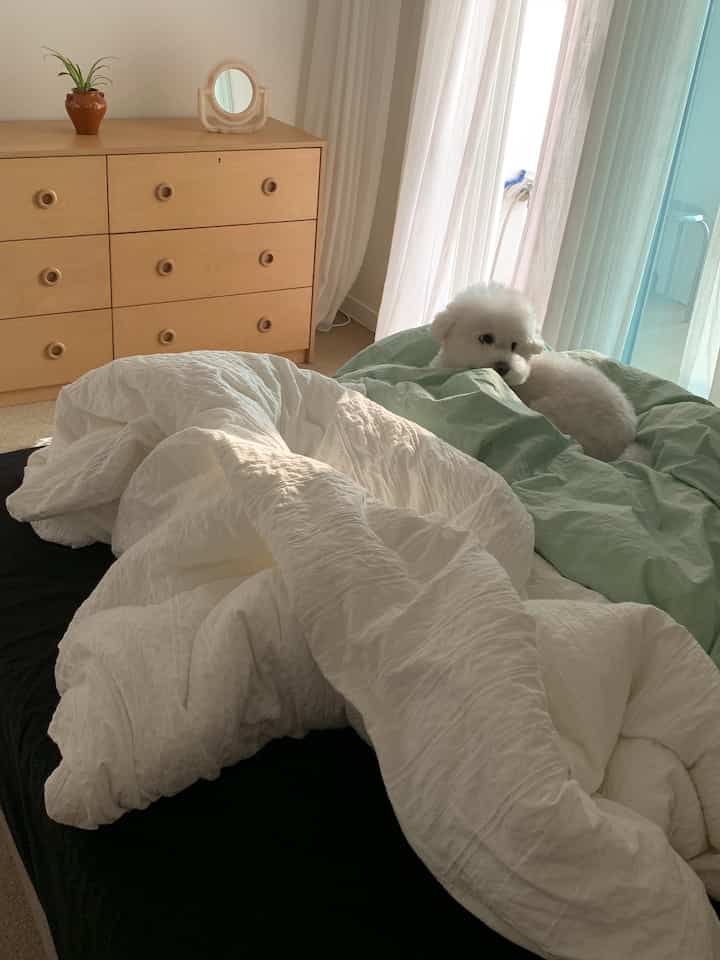 ホワイトとライトグリーンの色調の寝室、木製のチェストとカーテン、寝具の上で休む犬がいる雰囲気のあるインテリア