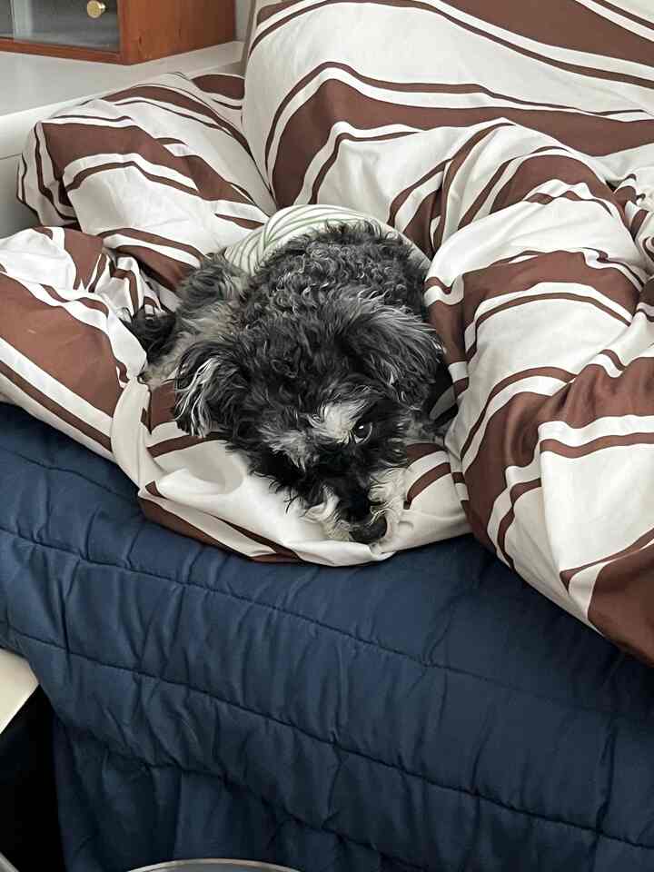 ネイビーのマットレスと茶色のストライプ柄の掛け布団カバーに小さな犬がくつろいでいる寝室のインテリア