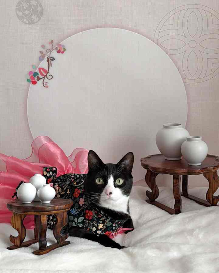＃連休に何をする＃コンスープ記録集 
お正月にはいつも韓服着て新年あいさつします！
雪の休日に挨拶をすることができませんでした 
遅かったけど今でも 
明けましておめでとうございます。

お兄さんみんな元気で欲しい 
どうぞよろしくお願いします！

＃メイド＃コミュニケーション＃新年のご挨拶
#サルビーム #ペテリア #猫
＃壁紙＃猫の写真＃フォトゾーン＃フォトゾーンを飾る
＃犬足小班＃小班＃月の壺
＃布団＃極細サイブル
