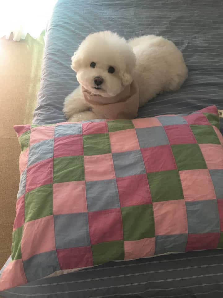 青いマットレスとカラフルなチェック柄の枕の上に白い犬がいる、雰囲気のある寝室