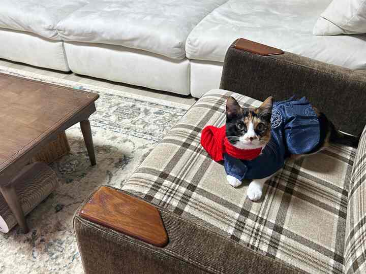 ブラウンとホワイトの色調のリビング、格子柄のアームチェアに衣装を着た猫が座る雰囲気のある空間