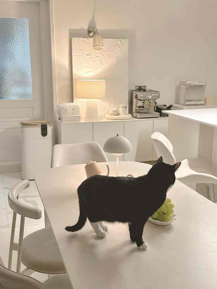 ホワイトトーンのダイニングルーム、中央のダイニングテーブルに猫がおり、すっきりとしたミニマルな雰囲気のあるインテリア
