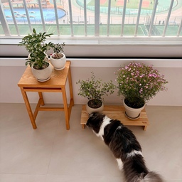 #봄맞이집꾸템 🌿
요즘 봄이라 그런지, 나이가 들어서 그런지, 아니면 오집 활동 덕분인지… 자꾸 식물이 눈에 밟히더라구요.
식물도 생명체인데, 쉽게 들였다가 보내고 싶지 않아서 한참 고민했어요.
그러다 결국 식집사 첫발을 떼었습니다.
시작은 올리브나무였는데요… 하나 들이니 욕심 봇물이 터지더라구요 😂
지난 휴일에 양재 화훼공판까지 다녀와서 산초, 홍콩야자, 피나타, 마오리 소포라까지 데려왔어요. 
이렇게 급전개해도 되나 싶지만, 기왕 시작한 거 이번 봄은 초록이들과 잘 지내보려구요.
우리 집에도 드디어 봄이 들어왔습니다 🌱
#식집사 #초보식집사 #맞팔 #KikiMoments