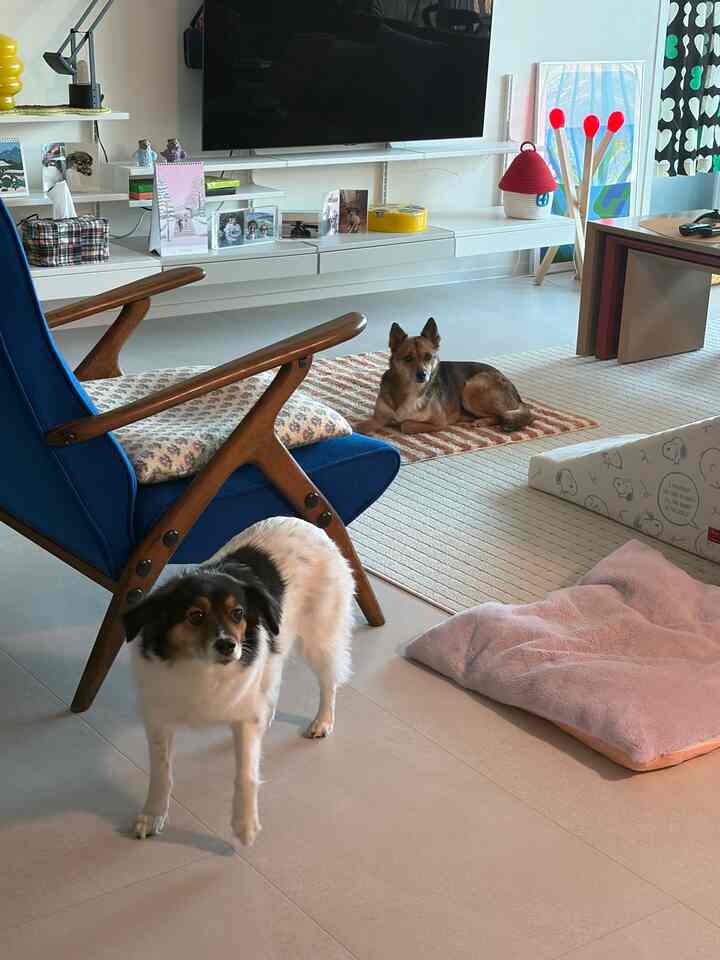 ナチュラルな雰囲気のリビングルーム、ブルーのアームチェアとラグが配置された犬と暮らすモダンな空間