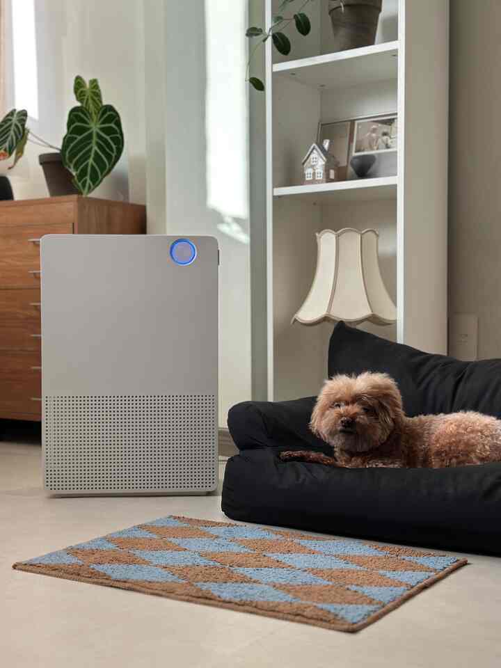 白と黒のトーンのリビング、ペットベッドでくつろぐ犬とアーガイル柄のバスマットがある雰囲気のあるインテリア