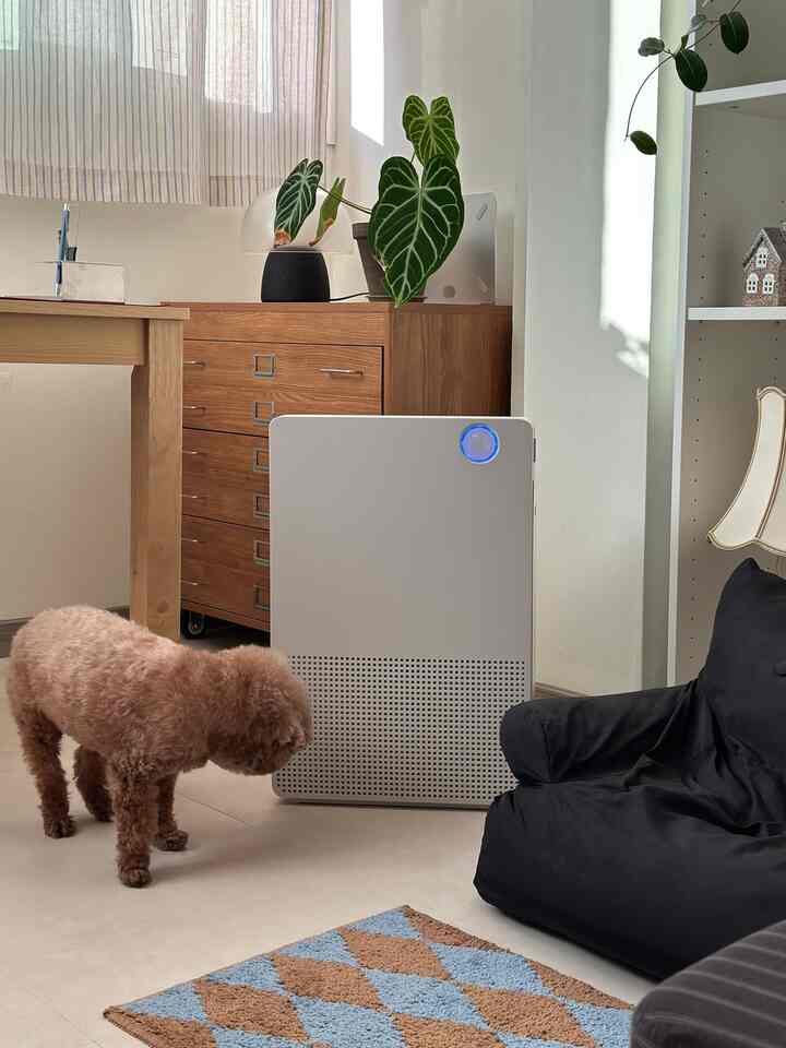 白とナチュラルウッド調のリビング、犬、カーテン、空気清浄機、ラグが配置された雰囲気のある空間
