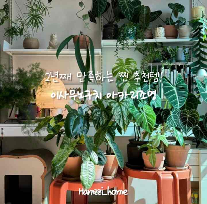 こんにちは！ FTC22期ハムチホームです。
2年目満足する蒸しオススメ！二つ目の製品はイサムノグチアカリ照明です。 

引っ越して家を飾りながら多くの照明を購入して使ってみました。
ネモライティング、アルテミデ、イケア、日光電球など。

長い間使用できた理由は、おそらくミニマルでシンプルなデザインと空間を暖かくしてくれるほのかな明るさのおかげで、長い間飽きることなく使用可能だったと思います！

イサムノグチ  #찐템추천 #ftc22기 #ftc22기이야기 #ftc미션 #소형평수아파트인테리어 #플랜테리어 #조명추천
