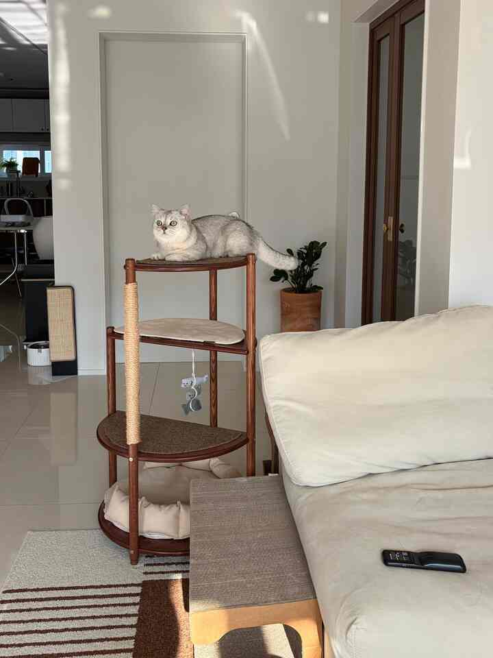 ベージュとブラウンの色調のリビング、キャットタワーとソファが配置された落ち着いた雰囲気のインテリア