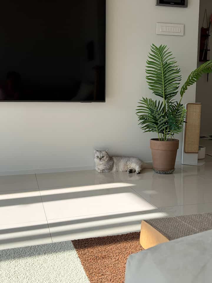 明るい白い床と壁のリビング、テラコッタ鉢と緑の観葉植物が置かれ、中央にグレーの猫が横たわる印象的な空間