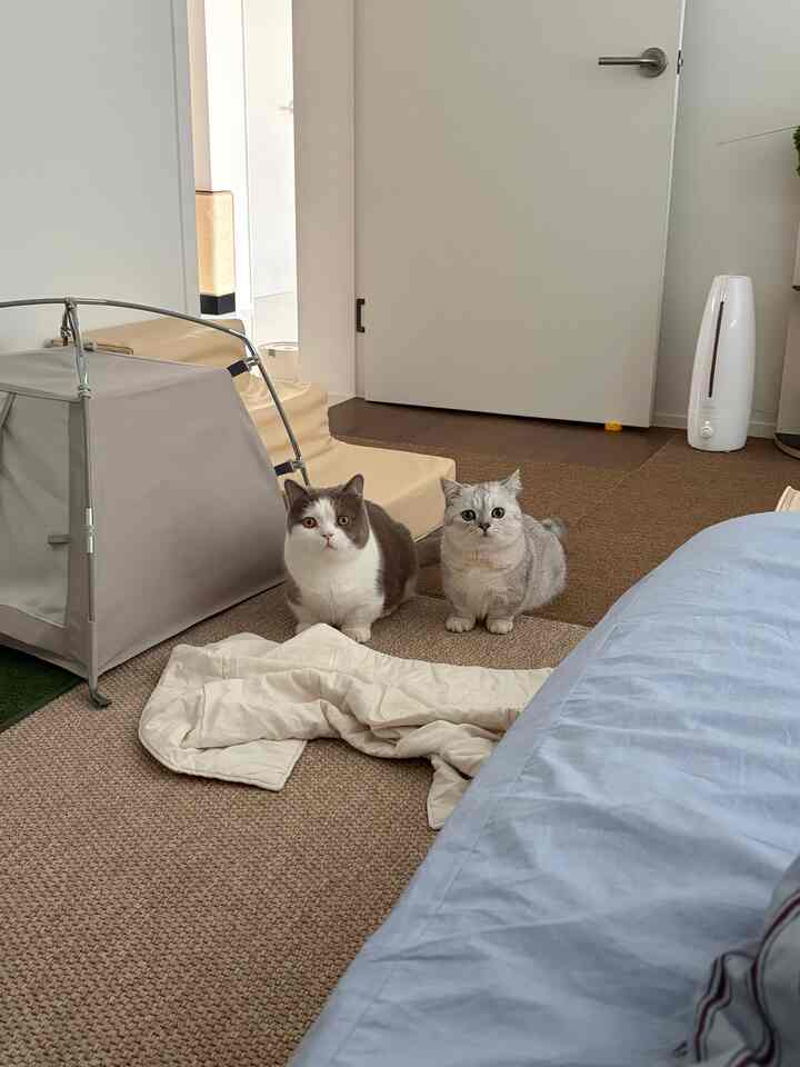 ナチュラルなベージュとブラウンのトーンの寝室の床にキャットタワーと2匹の猫がいる、雰囲気のあるペットフレンドリーな空間