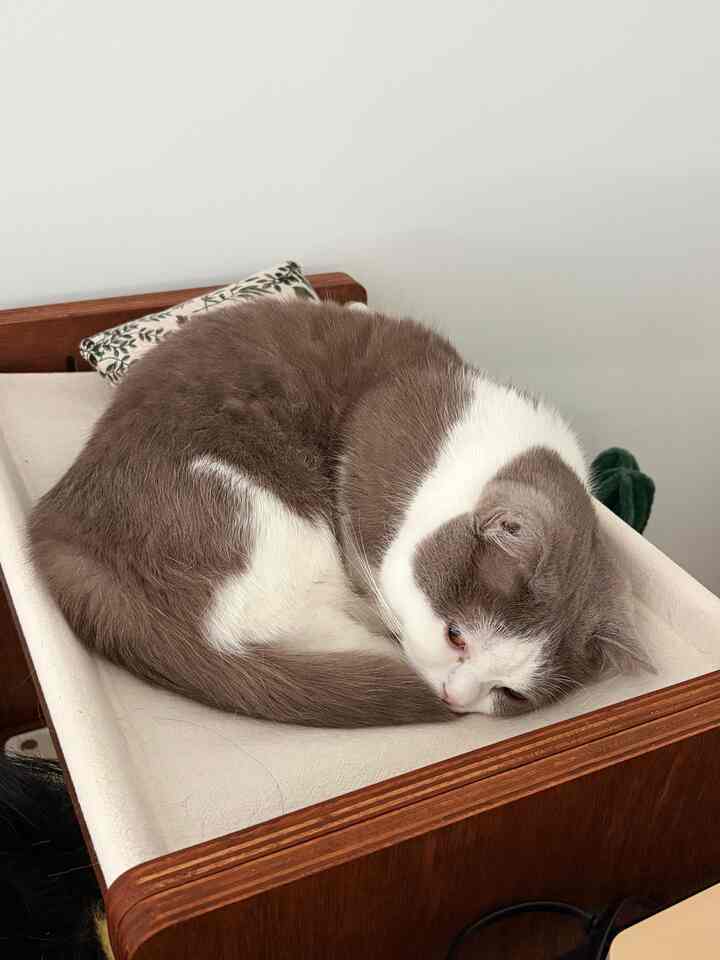 ホワイトとウッドトーンのペットハンモックでくつろぐ猫がいるナチュラルな寝室のインテリア