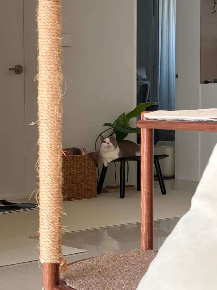 ナチュラルトーンのベージュ色のリビング、キャットタワーと猫がいる居心地の良い空間