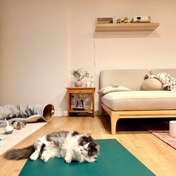 #콘수프기록집 #오늘의우리집 
날도 많이 풀려서 오랜만에 요가 매트 꺼내 스트레칭 좀 해봤어요ㅎㅎ
그러자마자 키키도 자연스럽게 한 자리 차지하고 앉아서 그루밍 시작🐱
정리 안 된 집안이지만, 이런 순간은 또 기록해두고 싶어서
집사 사심 가득 담아 남겨봅니다 😆
#집사의집 #집사일상 #고양이가있는집 #반려동물 #맞팔 #KikiMoments