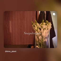 봄은 오고 
꽃은 있는데 
바라 볼 시간이 없어서 
사랑을 못주는 이 시간에 미안함 🌼
봄이 오려는듯 🌧️💧☔️ 비가 계속 😌
#오늘의집 #오늘의가든챌린지 
#ftc22기 #포커스그룹 #미션 
#원룸인테리어 #6평원룸꾸미기 
#꽃인테리어 #꽃병 
#식집사일기 #식물일기 
#봄맞이 
#맞팔해요 