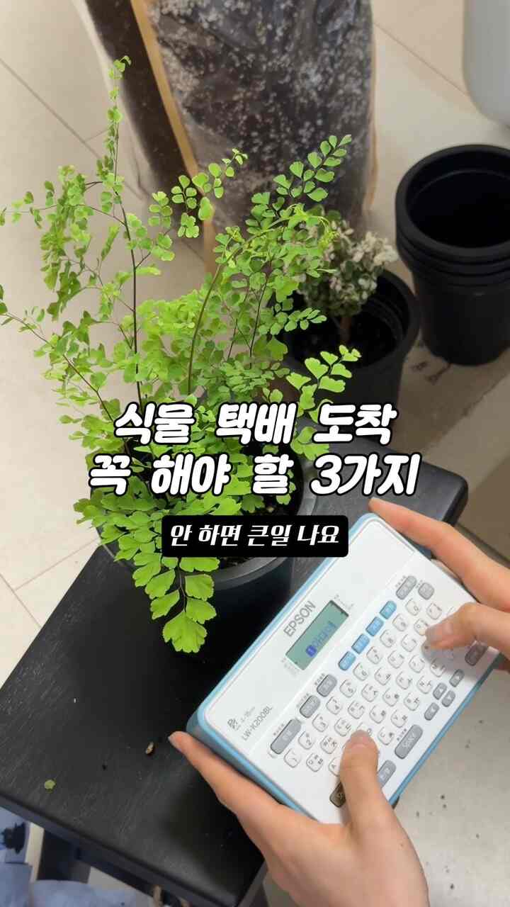 #제품제공植物宅配便到着！ 「これ」しないと大変ですね🚨

包装を慎重に噂 
執事の植物（@butlers_plant）から来たきれいなアディアンタム！
かわいい緑を見せて、私の大切な植物 
家に元気に適応させる方法を紹介します。

初心者の家であれば、この3段階のルーチンは 
無条件に保存しておいてください。

1️⃣ 光の速度でアンボクシング！ 🏃💨
狭くて暗い箱の中は植物にとって地獄です。 
家事よりもアンボクシングが先に！ 
素早く脱出させ、風通しの良いところで息を吐いてください。

2️⃣名札（ラベリング）は必須！ 🏷️
初心者ほど名札が重要です。 
名前を知ってこそ管理法を探して、愛情ももっとできますよ。 
私は電話接続なしですぐに引っ張るラベル機でしっかり貼ってくれました！

3️⃣カスタマイズされた名堂を探す☀️
植物ごとに性格が違います！ 
ピコックとブレーニアは光の良い場所に置いています。 
きれいな柄を保つことができます。

✅ 映像の中で使った製品＆植物情報が気になったら？
👉コメントに[植物]と残してください！  #홈가드닝 #식물 #콘수프기록집 #오늘의우리집 
