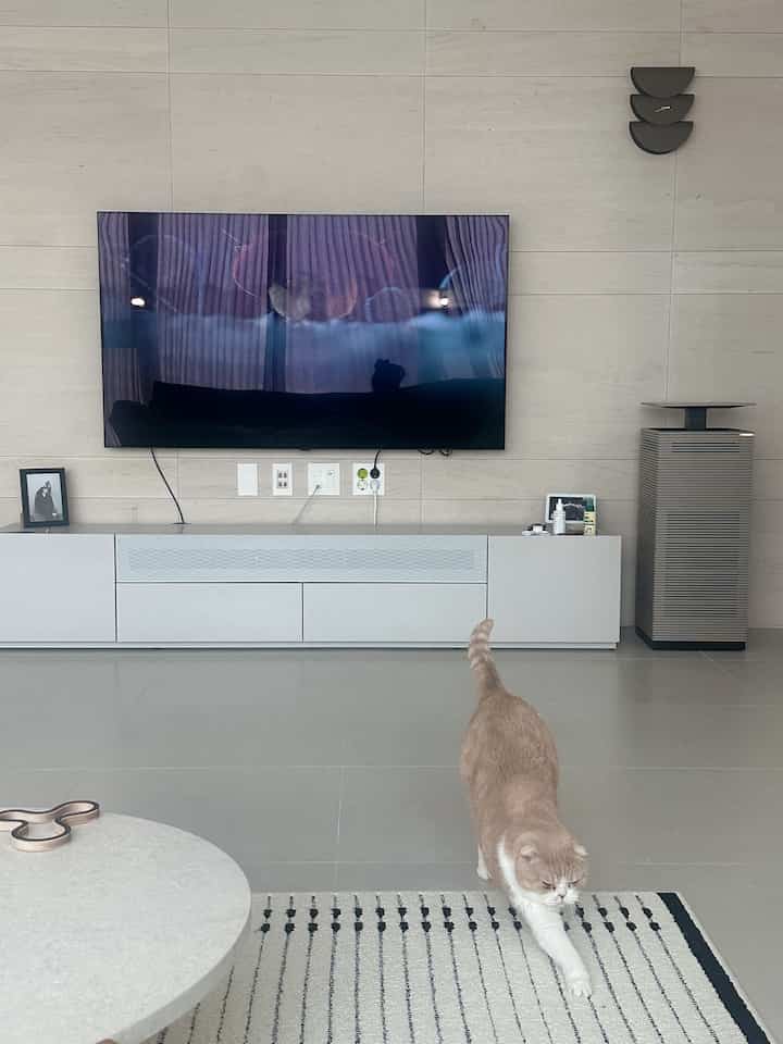 ＃コンスープ記録集＃今日の私たちの家 
今日はワンピースを見ながら癒しています🤍
胆嚢に日本に行き、すぐにサーチしなければならないのに… ㅎㅎ
みんな幸せな週末になります😳🫧

＃家＃家のスタイル＃家の装飾＃今日の家＃インテリア＃家＃新婚の家＃家の装飾＃新婚の家の装飾＃バンセルフインテリア＃猫＃猫の家＃interior＃ホームスタイリング 