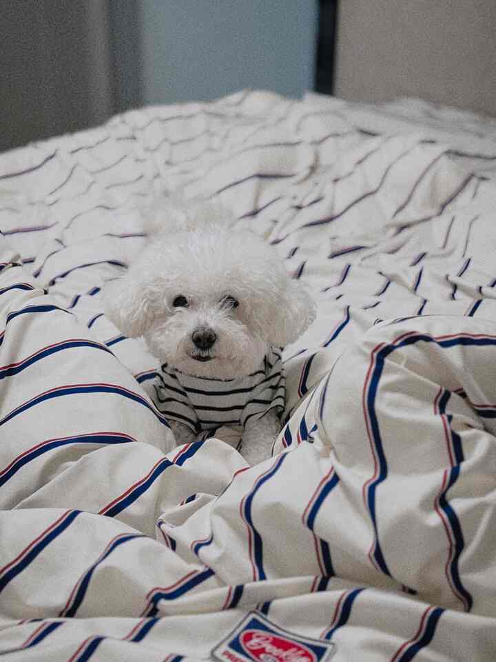 春の間に新しく改装中の寝室💙様々な寝具がありますが、両面にふわふわ、さわやかでヒップなプレピーの色味がきれいな四季寝具に変えてみました✨軽くて覆っても苦しくないので夏にも覆えると思います👍🏻

✔️ユニークなプレピー8カラーでどんな寝室にも
✔️リバーシブルデザインで両面すべて使用可能
✔️軽くてふわふわした肌触りで敏感な誰でも
✔️四季利用可能な寝具
✔️ソフトマイクロファイバーでほこりを減らし、

#gift #침구세트 #신혼침구 #사계절이불 #사계절침구 #콘수프기록집 #믹스앤매치