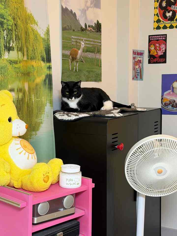  #강아지탈취제  #침실꾸미기 #고양이  #고양이화장실  #턱시도고양이 