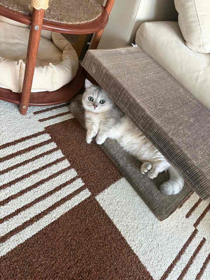 ナチュラルカラーの寝室の一角、アイボリーのソファ横に茶色とアイボリーのラグの上でくつろぐ猫と木製のキャットタワー、爪とぎが配置された印象的な空間