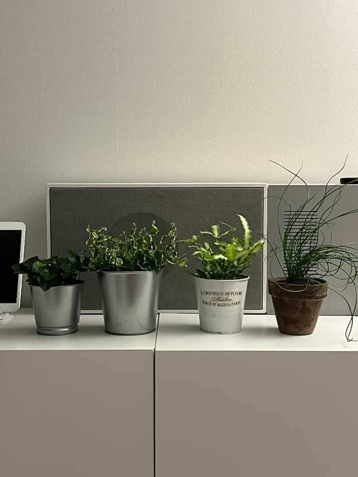 大規模な友達が多くなり、ベランダに輸出され、家の中が虚しくなり、久しぶりに窮屈な緑色の人たちがシャッピング🪴ゆっくりと成長してください

＃賢明な消費＃コンスープ記録集 
＃食執事＃植物インテリア＃アイビー＃スプリングゴルフ＃プミラ＃プテリス＃プランター＃プランテリア 