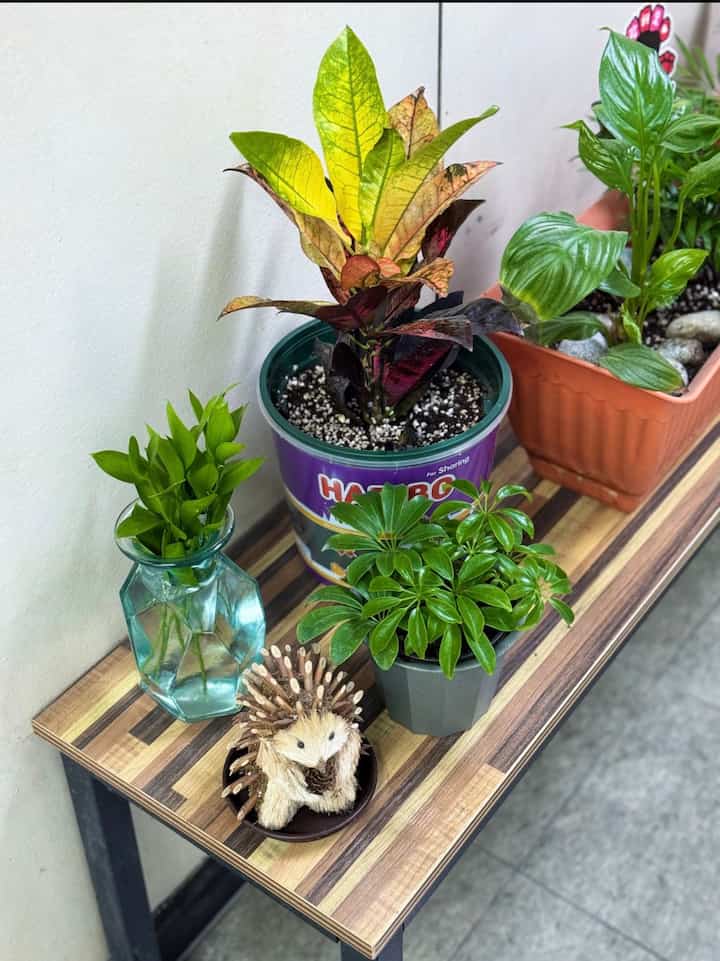 ＃コンスープ記録集 

場所を変えながらもっと気に入った廊下植物ゾーン🌱
日がたくさん暖かくなってとても好きです！

#植物の妖精＃部屋の装飾＃部屋のインテリア＃寝室＃コンスープ記録