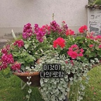진짜,
이걸 왜 이제야 만들었을까요

수레 화분 하나로
정원이 이렇게 분위기가 달라질 줄 몰랐어요

무심히 흘려듣는 줄 알았던 말
사실은 다 기억하고 있었더라고요

예전에 한 번 보여줬던 사진 하나
그걸 기억하고
낡은 수레를 구해온 그 마음에
괜히 더 오래 남는 하루였어요

저는 아직도
명품가방보다 이런 순간에 더 크게 감동하는 사람인가봐요

배수를 위해 구멍을 뚫고
흙을 채우고
식물을 하나씩 심어 넣던 그 시간까지도
다 소중하게 남아있어요

영상 속에는 늦여름의 공기가 담겨 있고
은사초는 지금도 그 자리를 지키고 있어요

그래서 요즘 고민이에요
올해는 이 수레에 어떤 꽃을 심어볼지 🌿

👉 여러분이라면 여기 어떤 꽃 심으실 건가요?

락집정원,
다음 공간도 같이 만들어가요✨

#정원꾸미기 #수레화분 #빈티지인테리어 #빈티지가드닝 #시골살이 #주택살이 #구옥인테리어 #구옥리모델링 #마당있는집 #마당인테리어 #마당꾸미기 #마당조경 #마당가꾸기 

⠀

⠀

⠀