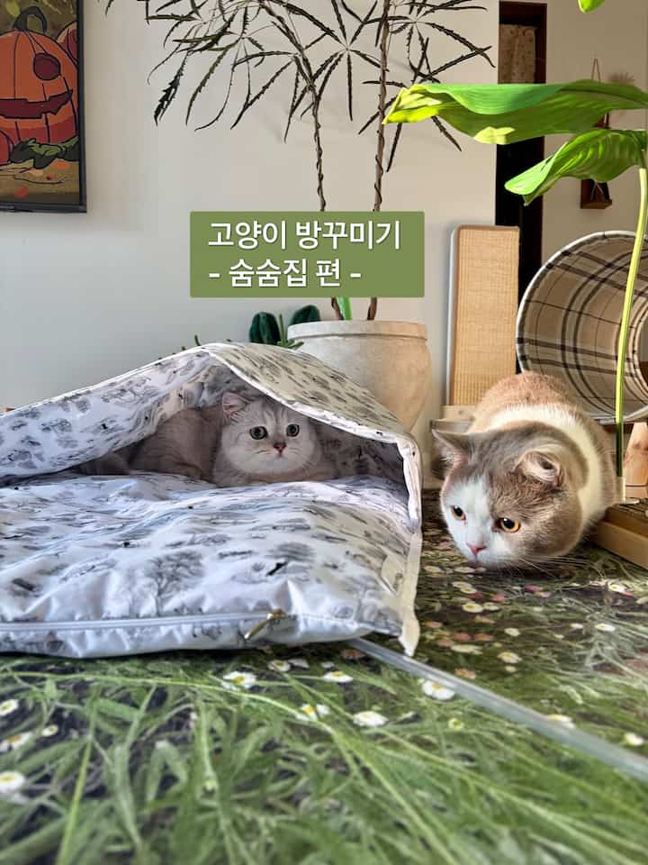 猫の飾り 
- 息吹編 - 


猫部屋オーディまで飾ってみましたか
今日は、レンギョウとシャクナゲの多数の息吹の中で 
よく書く5つを抜いてきました。


#最近猫の家のインテリア＃ペットハウス＃ニャンテリア＃リビングルーム＃執事日常＃猫の部屋の装飾＃寝室のインテリア 



