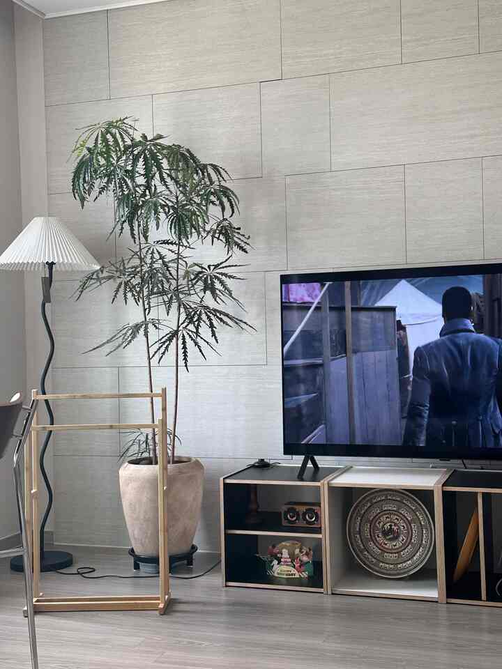 #콘수프기록집 #오늘의우리집 #내추럴인테리어 #내추럴무드 #내추럴스타일 🫶🏻私の2人の友達のおかげで、より自然で快適なリビング雰囲気が振り返ったと思います〜！
