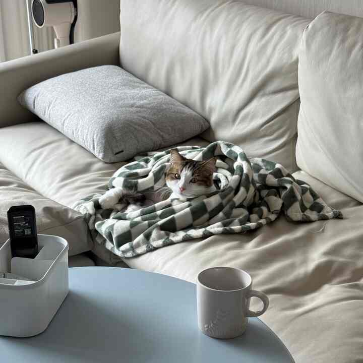 美容してからお母さんや毛布ガムカツになってしまった我が家猫。 。可愛いです。 。  #고양이집 #고양이인테리어 #고양이집사 