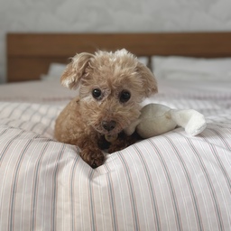 이불커버 바꿨더니
결국 제일 만족한 건 우리 강아지 🐶
포근한지 올라가서 한참을 뒹굴고
이제는 거의 자기 자리처럼 쓰고 있어요 :)
작은 변화였는데
이 정도 만족이면 진짜 #현명한소비 🤎
#이불커버 #봄인테리어 #핑크 #우드프레임 #원목프레임 #침대프레임 #스트라이프침구 #우드인테리어 #화이트인테리어 #침실인테리어 #침실꾸미기 #30평대인테리어 #푸들 #항공샷 #강아지일상 #콘수프기록집 #이케아 #협탁 #빌리 #사이드테이블 #조명 #버섯조명 